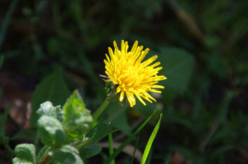 Dandelion flower blossoms