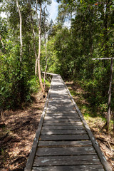 Fototapeta premium Sunny wooden trail in the jungle on the way to Camp Leakey, the most famous feeding station for Orangutans inside Tanjung Puting National Park, Kumai, Borneo, Indonesia