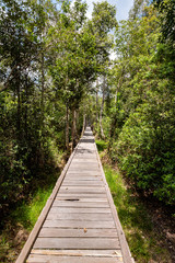 Fototapeta na wymiar Sunny wooden trail in the jungle on the way to Camp Leakey, the most famous feeding station for Orangutans inside Tanjung Puting National Park, Kumai, Borneo, Indonesia