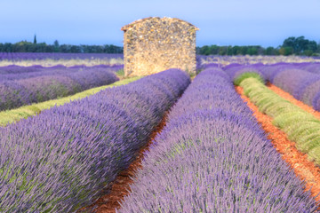 Lavender field in Valensole Plateau, Provence, France