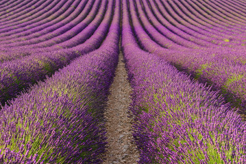 Fototapeta na wymiar Lavender field in Valensole Plateau, Provence, France