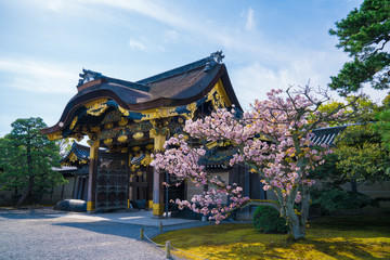 京都　二条城の桜と唐門　