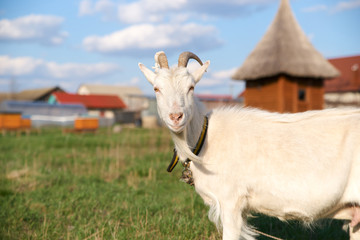 Portrait of a beautiful white goat with horns, looking at the camera on a background of green grass, a house with honey, blue sky with clouds. Livestock on a walk in a collar, chewing fresh grass