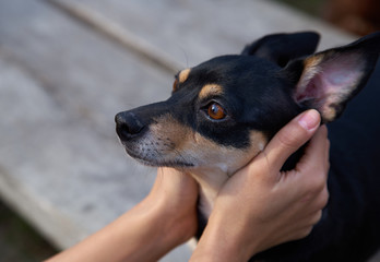 Woman hands holding a cute toy Terrier dog. A animal with the hands of a man holding ears