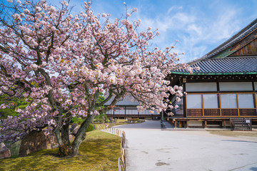京都　二条城の桜と二の丸御殿　
