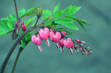 Dicentra spectabils - Bleeding Heart Flowers in sunny day.