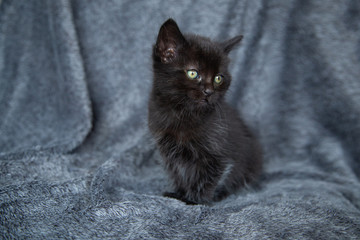 Chaton