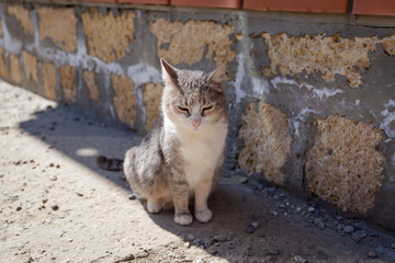 A domestic grey cat in the shadow
