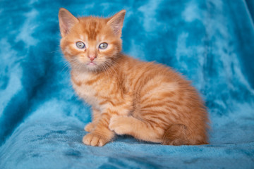 Chaton roux
