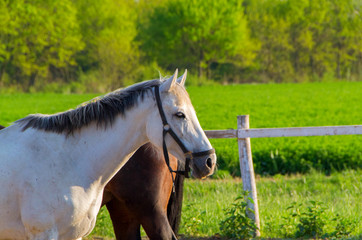 Obraz premium Horse and herd of horses
