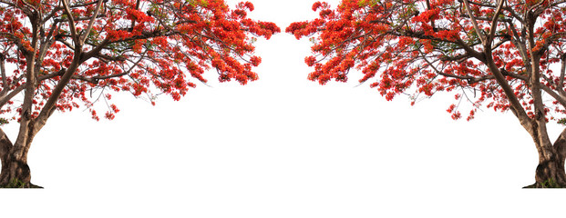 Flame tree or Royal Poinciana tree.Big tree isolated on white background