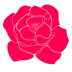 Magenta rose drawing isolated 