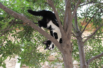 chat dans un arbre