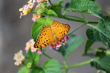 butterfly on a flower