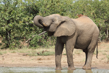 Afrikanischer Elefant / African elephant / Loxodonta africana