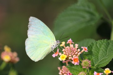 butterfly on flower