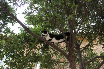 chat qui grimpe aux arbres