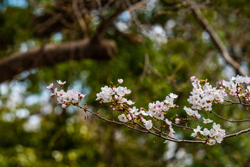 Cherry blossom in spring for background or copy space for text