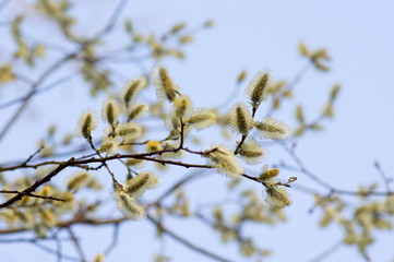 Blooming willow flowers on blue sky