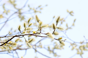 Blooming willow flowers on blue sky
