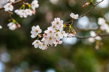 Cherry blossom in spring for background or copy space for text