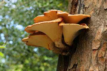 Large bracket fungus on th side of a tree