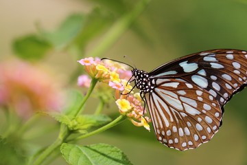 butterfly on flower