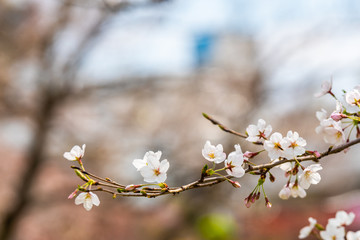 Cherry blossom in spring for background or copy space for text