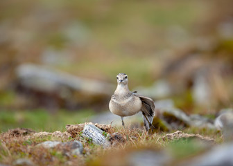 Ein Mornellregenpfeifer von vorne mit gestrecktem Flügel auf einem Bein