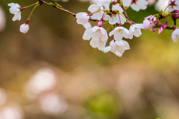Cherry blossom in spring for background or copy space for text