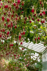 Stunning fuchsias hanging from the ceiling in the The Royal Greenhouses at Laeken. The Castle of Laeken is the official residence of the King of the Belgium.