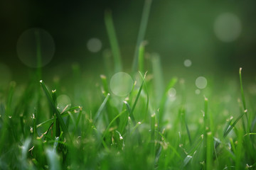 Close Up Of Fresh Grass With Water Drops In The Early Morning 