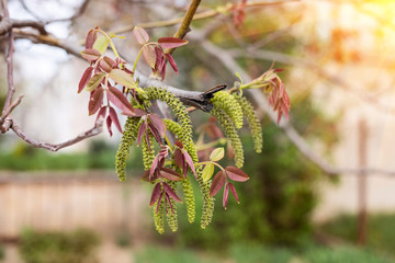 Branch of walnut with green long flowers that bloom in the spring © Мар'ян Філь