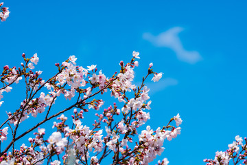 Cherry blossom in spring for background or copy space for text