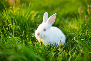 Funny baby white rabbit in green grass