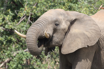 Afrikanischer Elefant / African elephant / Loxodonta africana