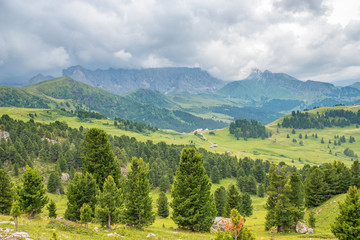 Fototapeta na wymiar Valley with a pine woodland in the alps