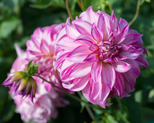 Flower of pink dahlia close-up