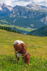 Fototapeta na wymiar Beautiful Alps meadow with a grazing cow in the summer