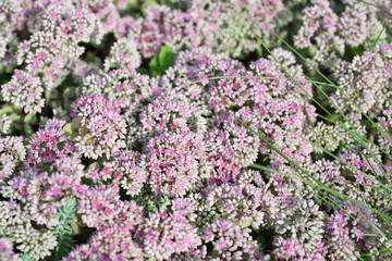 Flower Sedum spurium grows in the garden