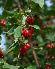 Red dogwood fruit on the tree