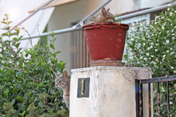 Cat , pet sleeping in a flower pot . In the summer around the house the cat sleeps in the pot. The first room of the house. Trees near the house.