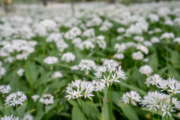 White blooming flower blossom in natural environment. Allium ursinum, Wild garlic bloom.