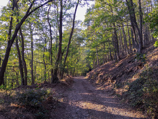 Fototapeta premium forêt