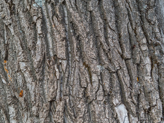 The bark of an old tree