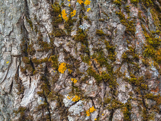 The bark of an old tree