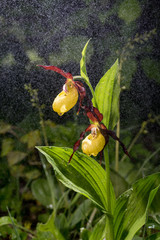 Ladys Slipper Orchid bloom in the pouring rain like snowing. Blossom and water drops like snow. Yellow with red petals blooming flower in natural environment. Lady Slipper, Cypripedium calceolus.