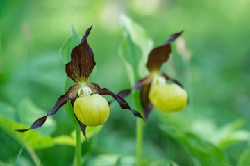 Lady's Slipper Orchid flower. Yellow with red petals blooming flower in natural environment. Lady Slipper blossom bloom. Cypripedium calceolus.