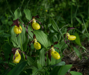 Obraz premium Lady's Slipper Orchid flower. Yellow with red petals blooming flower in natural environment. Lady Slipper blossom bloom. Cypripedium calceolus.