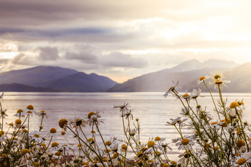 Mystic landscape lake scenery in Scotland: Cloudy sky, flowers and lake with sunbeams, mountain range in the background. Loch Linnhe.